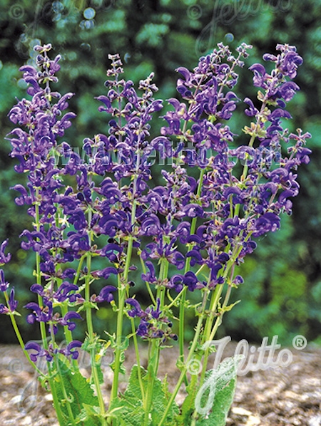 Salvia pratensis 'Twilight Serenade', niittysalvia